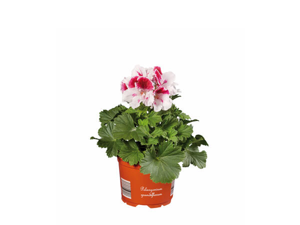 Geranium Grandiflorum