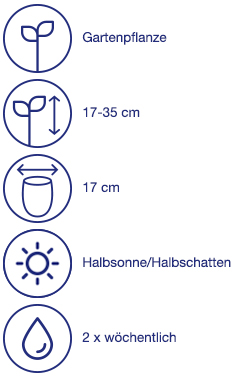 Heide