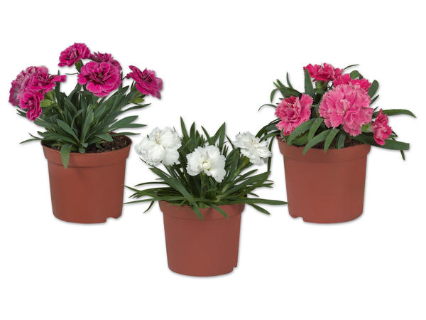 Dianthus Nelke