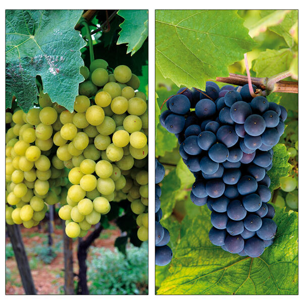 Veredelte kernarme Vitis Vinifera Tafeltrauben