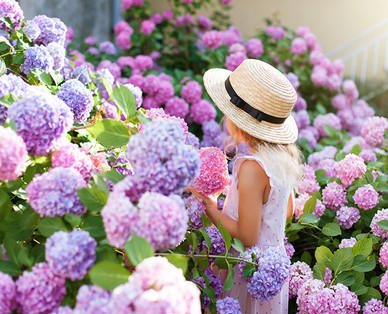 Gartenhortensie