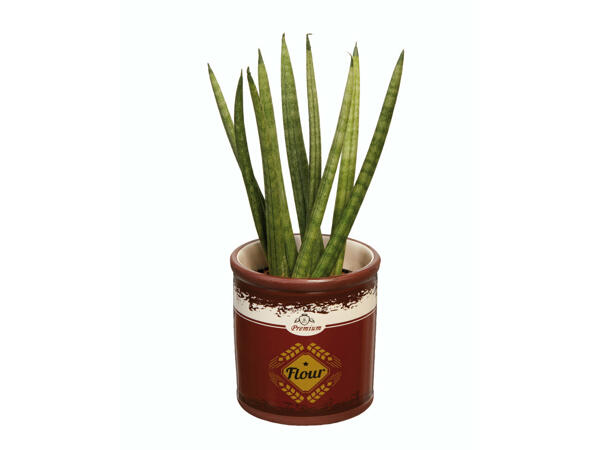 Plantes vertes dans un mini-seau
