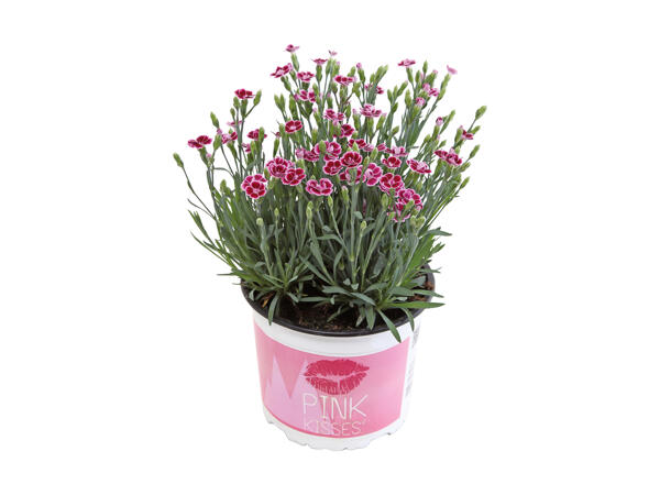 Dianthus Pink Kisses