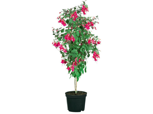 Fuchsienhochstamm