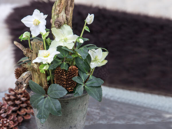 Julerose