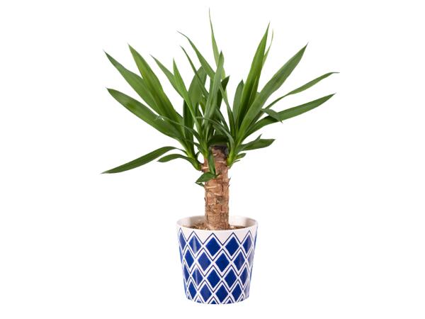 Green Plants