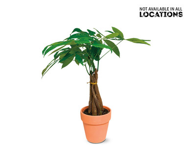 5" Money Tree