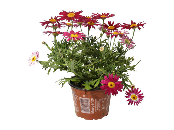 Daisies