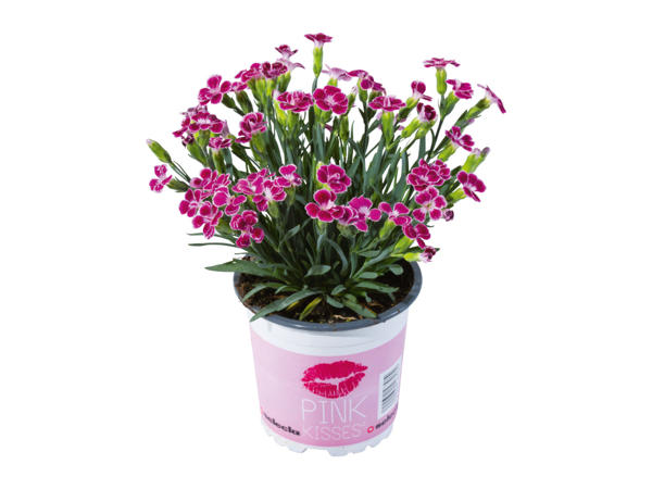 Dianthus ´Pink Kisses