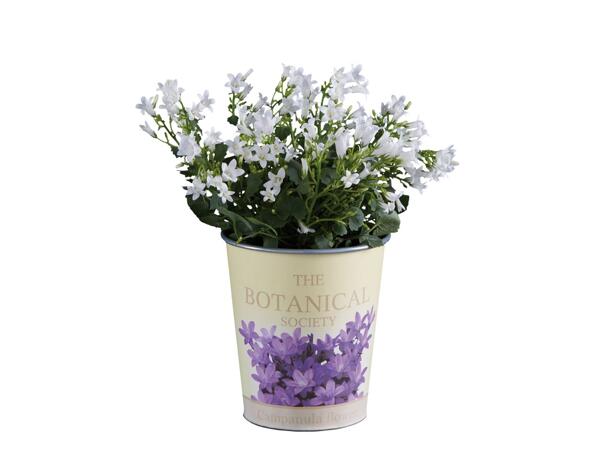 Campanula