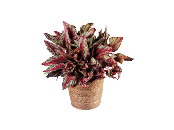 Begonia "Beleaf" in Natural Basket
