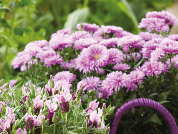 Asters