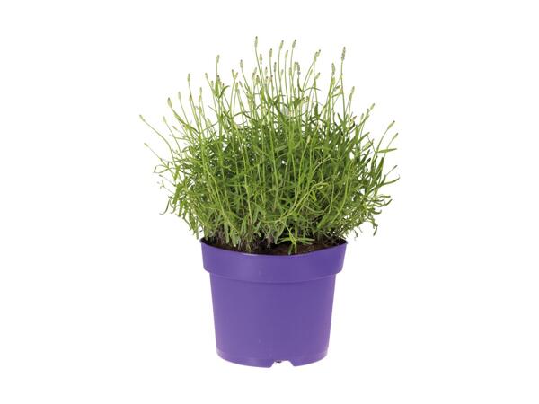 Lavanda
