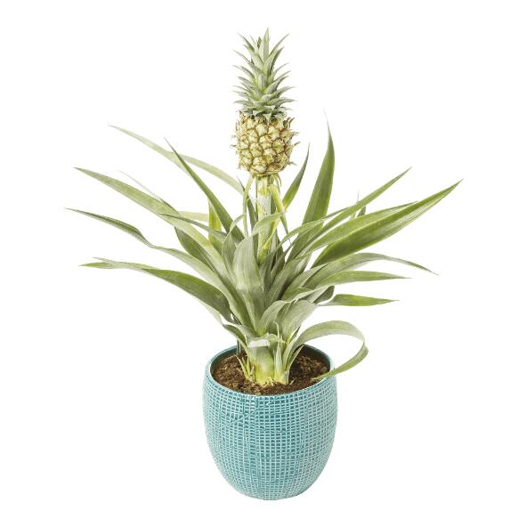 Plant d'ananas, guzmania ou bromélia