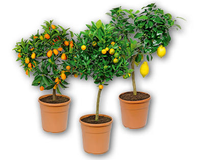 Piante mediterranee