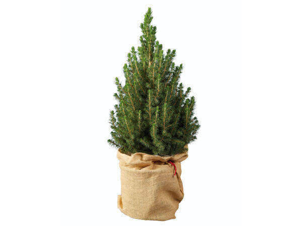 Mini-Weihnachtsbaum Picea Glauca