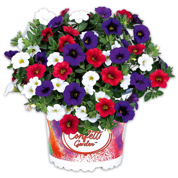 Confetti Garden Trio Mix