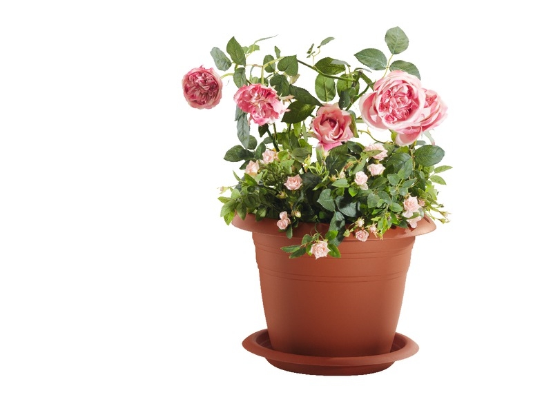 Plant Pot