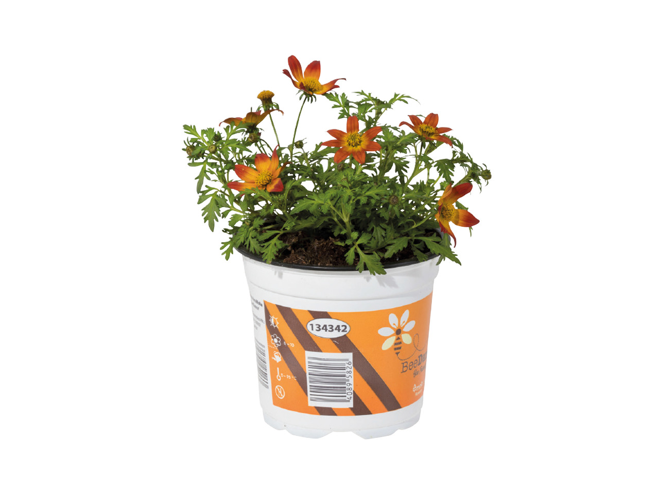 Bee Friendly Bidens1