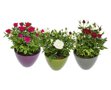 ROSE IN VASO