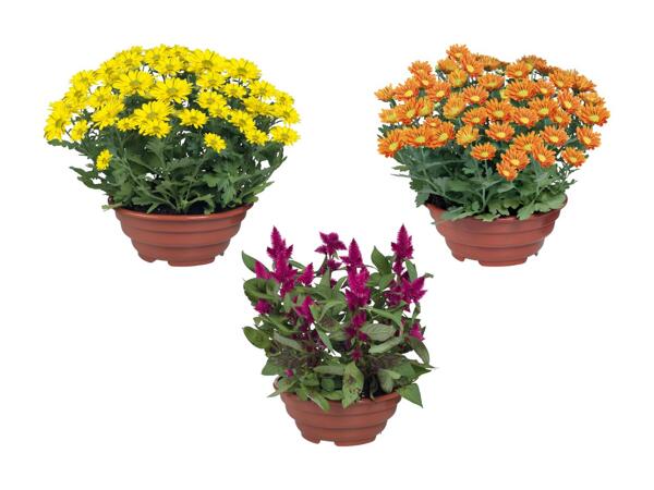Plante à fleurs dans une coupe XL