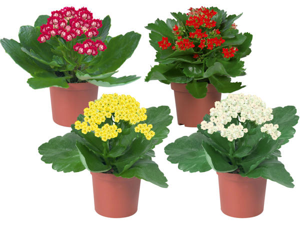Mini Kalanchoe