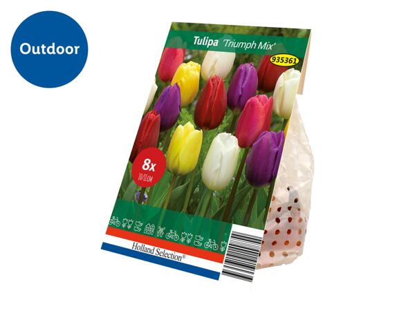 Spring Flowering Bulb Tulipa "Triumph Mix"
