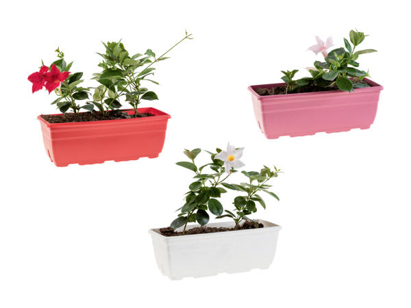 Dipladénia en jardinière