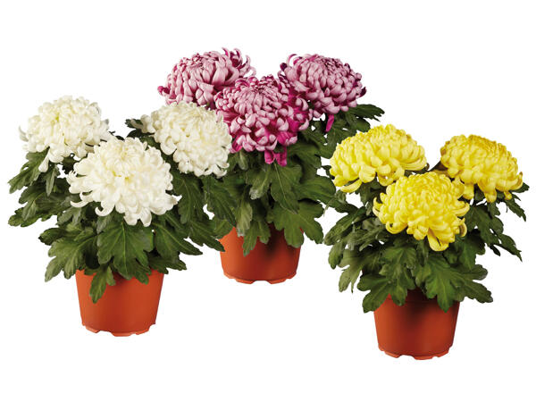 Decorative Chrysanthemums