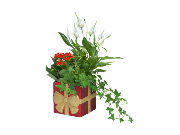 Julesammenplantning