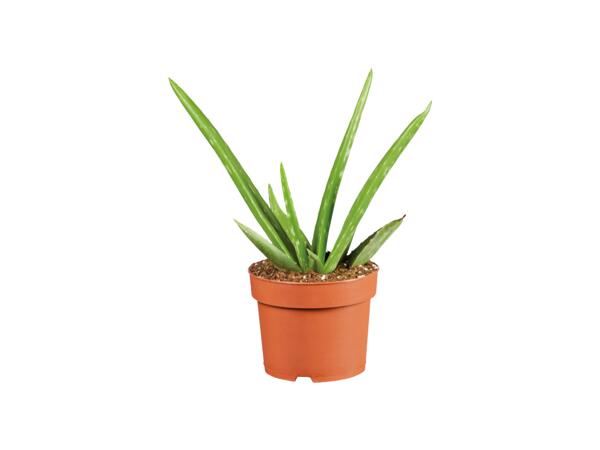 Aloe vera