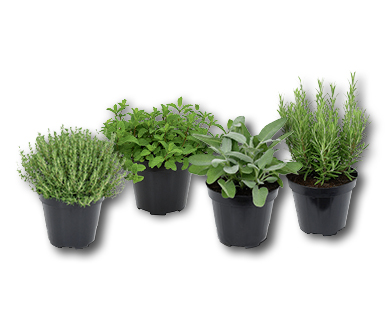 Herbes aromatiques italiennes