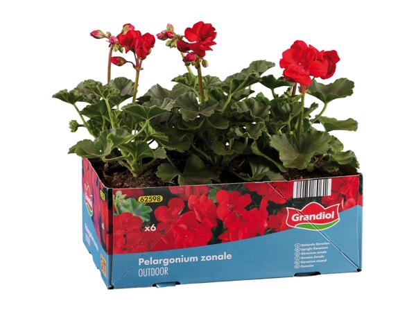 Upright Geraniums