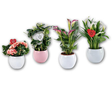 Pianta in fiore