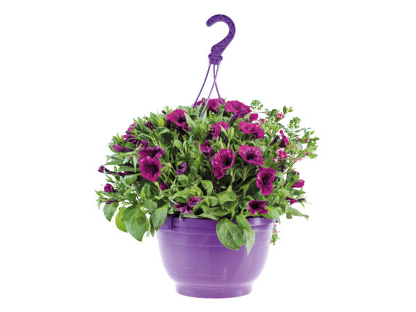 Large Hanging Planters