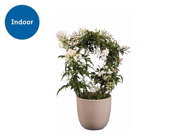 Jasmine and Stephanotis