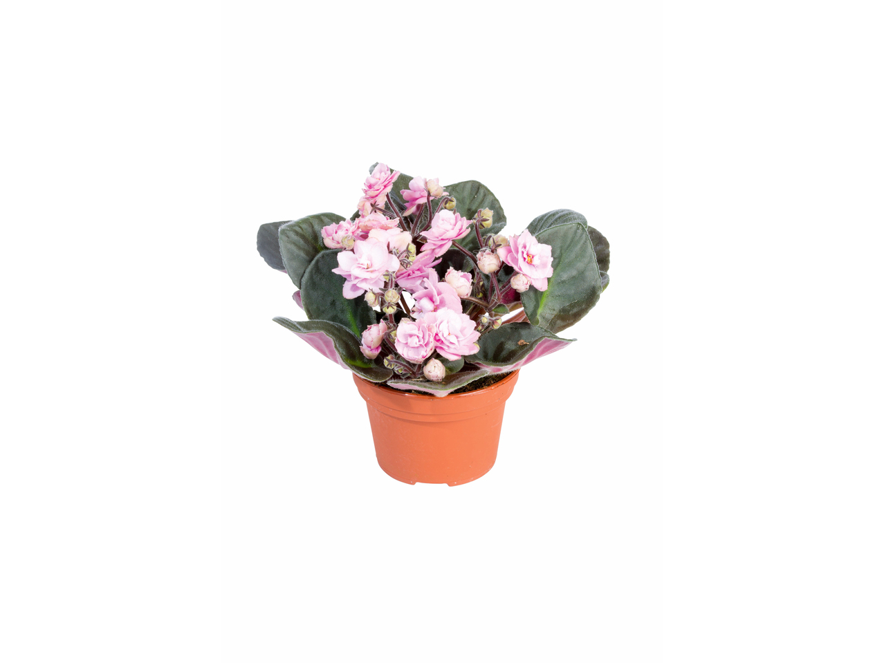 Sweet violet