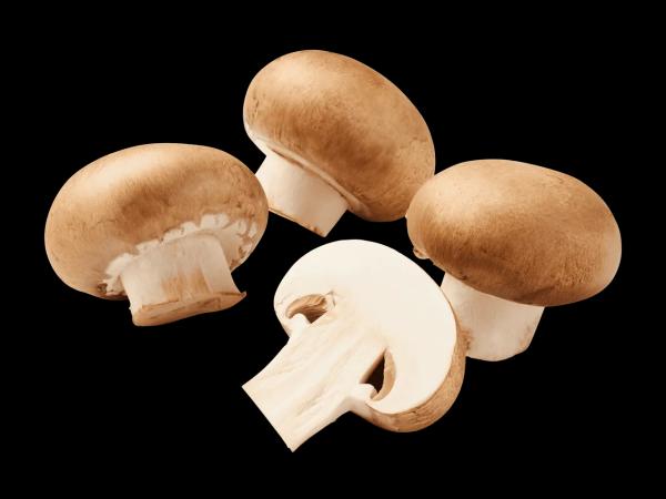 Bio Champignons braun aus Österreich