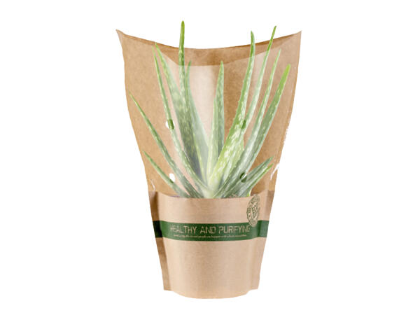 Air Purifying Plants