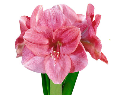 Wachs-Amaryllis „Frohes neues Jahr"