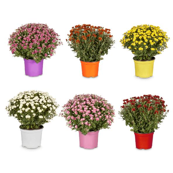 Chrysanthème