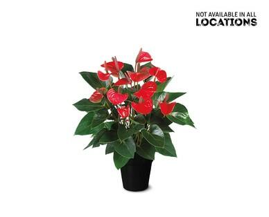 5" Anthurium