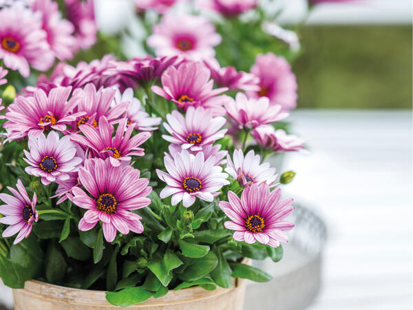 Spansk marguerit