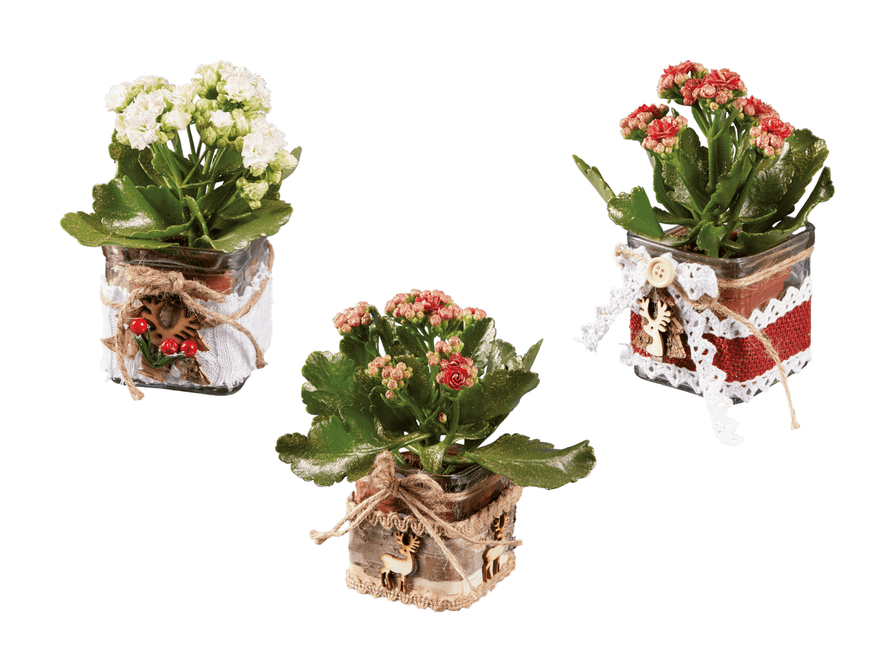 Kalanchoe in vaso di vetro con renna