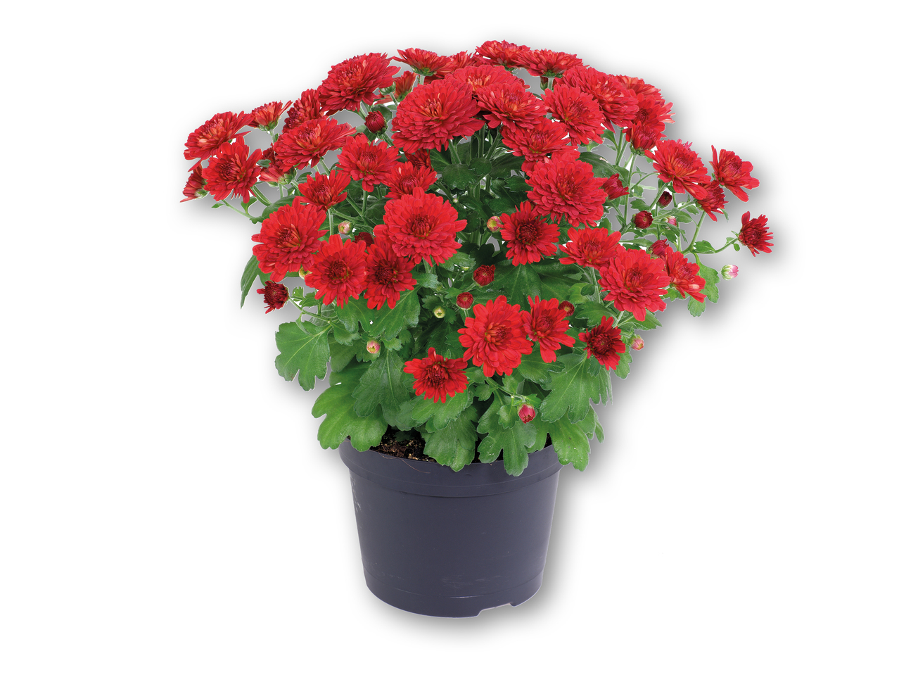 Chrysanthemum