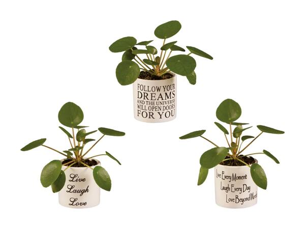 Pancake Pilea Mini in Keramik