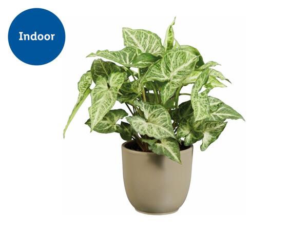Plant Mix