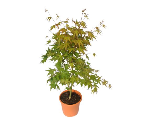 Extra Large Japanese Maple