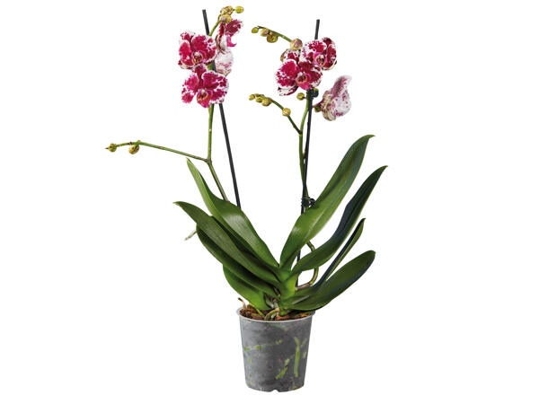 Schmetterlingsorchidee, 2-Trieber