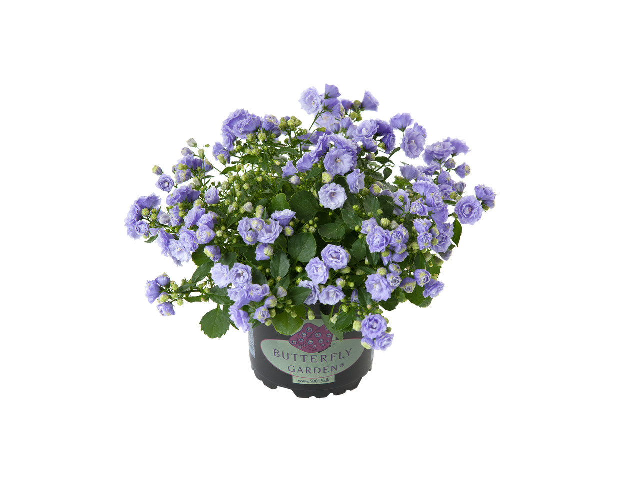 Campanula